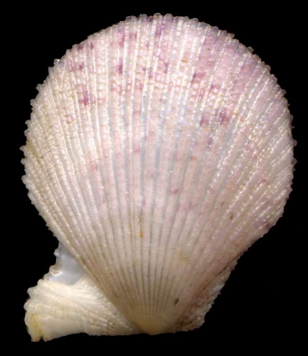 Clamys multistriata